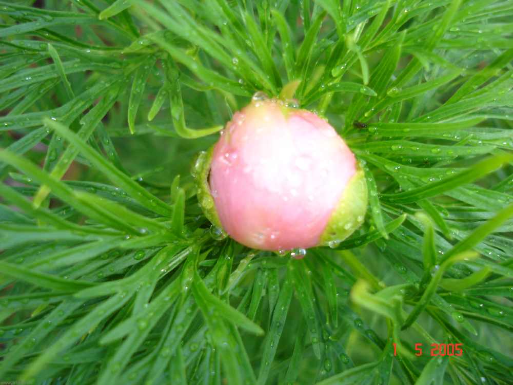 ten_rosea1