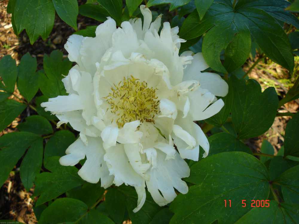 meikoho3