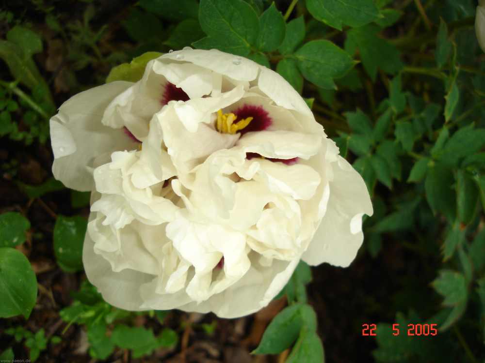 xuebaixiehong6