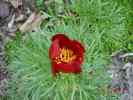 ten_albena1