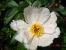 gardenpeace4