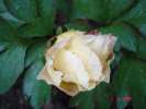 garden_treasure