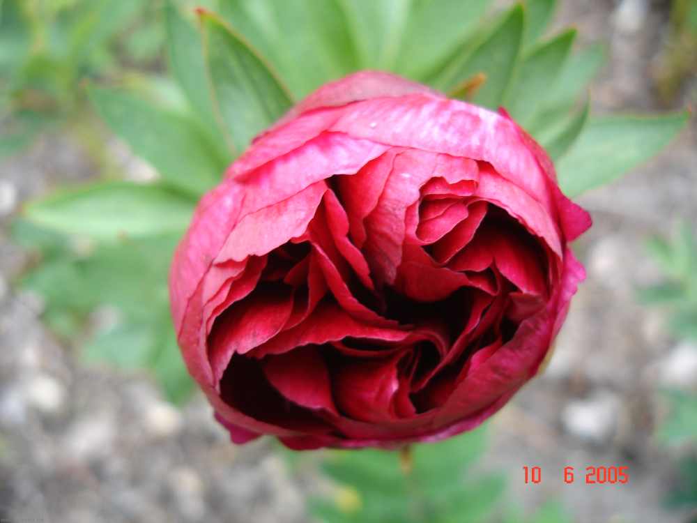 red_satin6