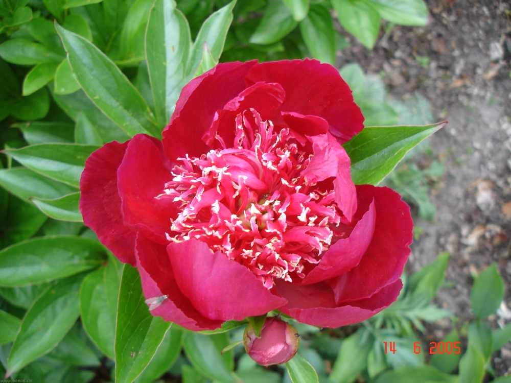 crimson_glory9