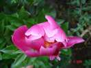 lac_mong3_7