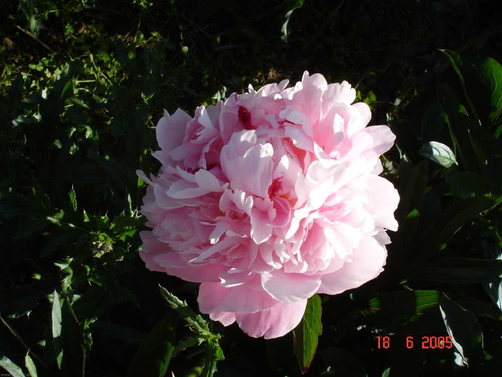 dsc08604