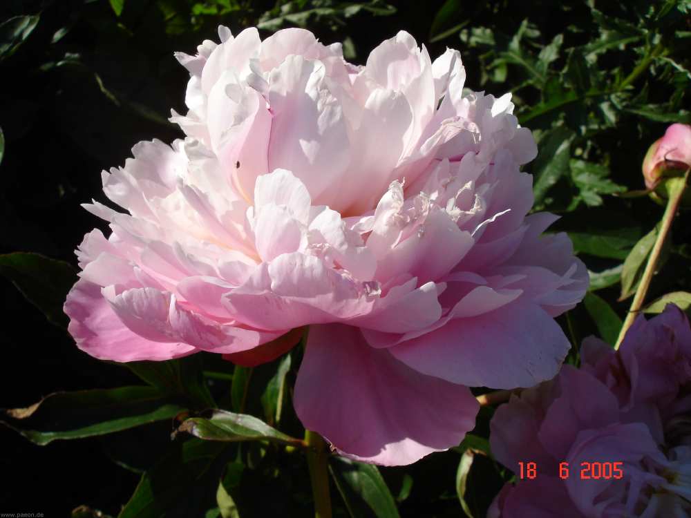 dsc08696